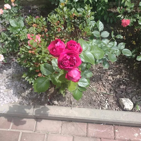 Apartment Joanna Krakow